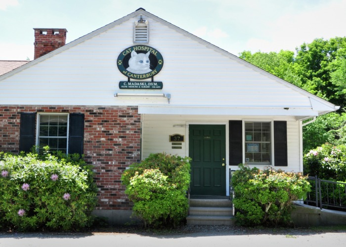 The Cat Hospital of Canterbury, Connecticut, making sure felines of Eastern CT stay healthy